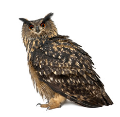 Eurasian Eagle-Owl, Bubo bubo, 15 years old