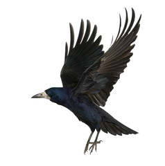 Rook, Corvus frugilegus, 3 years old, flying