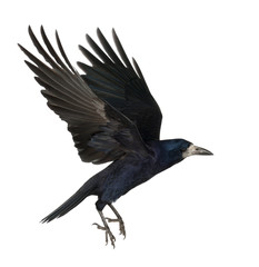 Rook, Corvus frugilegus, 3 years old, flying