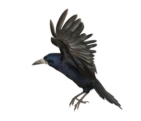 Rook, Corvus frugilegus, 3 years old, flying