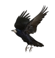 Rook, Corvus frugilegus, 3 years old, flying