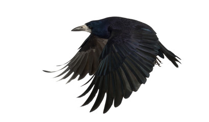 Obraz premium Rook, Corvus frugilegus, 3 years old