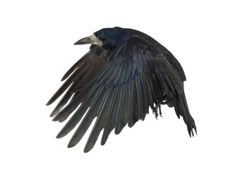 Rook, Corvus frugilegus, 3 years old, flying