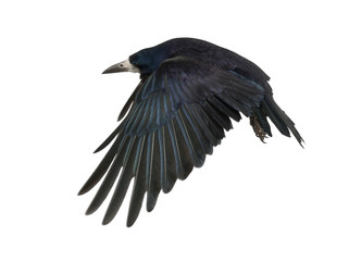 Rook, Corvus frugilegus, 3 years old, flying