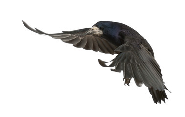Rook, Corvus frugilegus, 3 years old