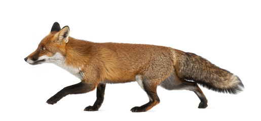Red fox, Vulpes vulpes, 4 years old