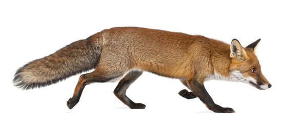 Red fox, Vulpes vulpes, 4 years old, walking