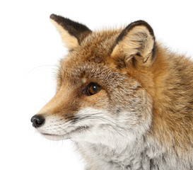Old Red fox, Vulpes vulpes, 15 years old
