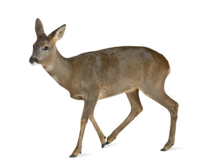 European Roe Deer, Capreolus capreolus, 3 years old © Eric Isselée