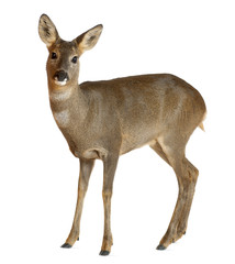 European Roe Deer, Capreolus capreolus, 3 years old - obrazy, fototapety, plakaty