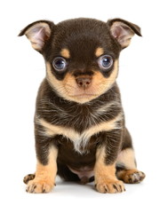Toy terrier