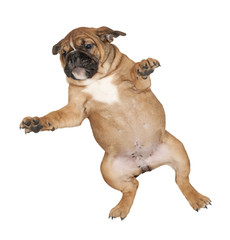 Flying Boxer puppy against white background