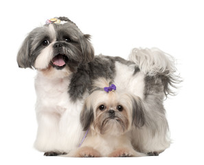 Shih Tzu, 3 years old and 9 months old, standing