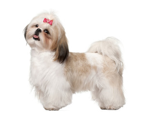 Shih Tzu standing against white background