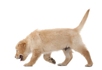 Golden Retriever puppy, 2 months old, walking