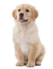 Golden Retriever puppy, 2 months old - obrazy, fototapety, plakaty