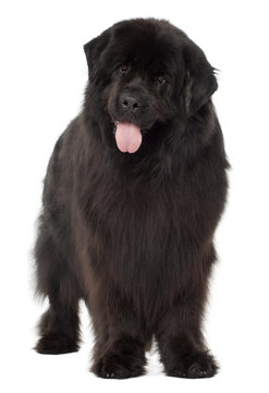 Newfoundland, 4 years old, standing against white background