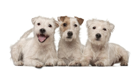 Group of Parson Russell Terriers lying against white background