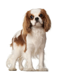 Cavalier King Charles Spaniel, 10 months old