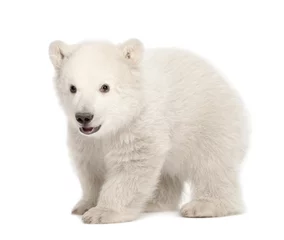 Door stickers Icebear Polar bear cub, Ursus maritimus, 3 months old