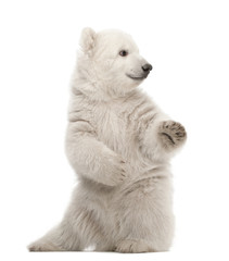 Eisbärjunges Ursus Maritimus, 3 Monate alt, sitzend