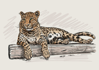 Leopard