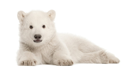 Polar bear cub, Ursus maritimus, 3 months old, lying - obrazy, fototapety, plakaty