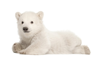Obraz premium Polar bear cub, Ursus maritimus, 3 months old