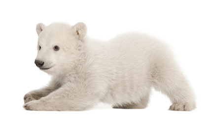 Obraz na płótnie Canvas Polar bear cub, Ursus maritimus, 3 miesiące