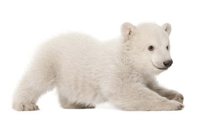 Eisbärjunges Ursus Maritimus, 3 Monate alt, liegend