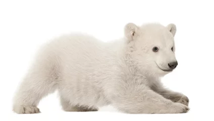 Abwaschbare Fototapete Eisbär Eisbärjunges Ursus Maritimus, 3 Monate alt, liegend
