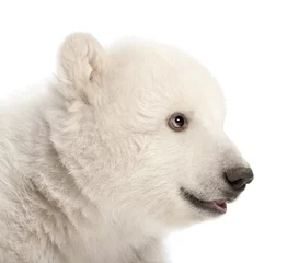 Crédence de cuisine en verre imprimé Ours polaire Polar bear cub, Ursus maritimus, 3 months old