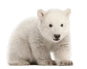 Aluminium Prints Icebear Polar bear cub, Ursus maritimus, 3 months old, sitting