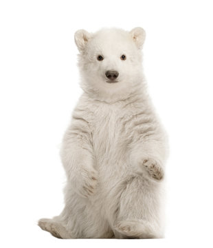 Polar bear cub, Ursus maritimus, 3 months old, sitting