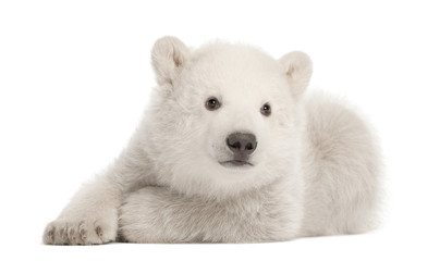 Eisbärjunges Ursus Maritimus, 3 Monate alt, liegend