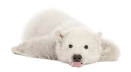 Selbstklebende Fototapete Eisbär Eisbärenjunges Ursus Maritimus, 3 Monate alt