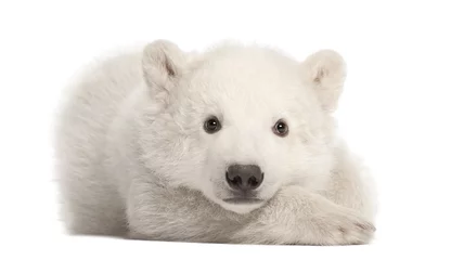 Wall murals Icebear Polar bear cub, Ursus maritimus, 3 months old, lying