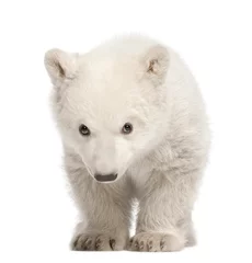 Photo sur Plexiglas Ours polaire Polar bear cub, Ursus maritimus, 3 months old, standing