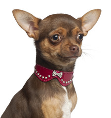 Chihuahua puppy, 6 months old, sitting against white background