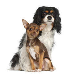 Chihuahua puppy and Cavalier King Charles Spaniel