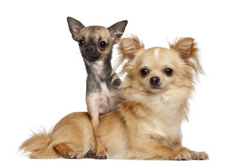 Chihuahuas lying against white background