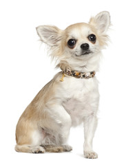 Chihuahua, 3 years old, sitting against white background