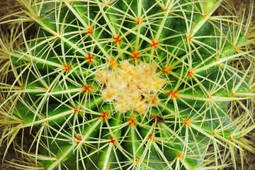 Naklejka na ściany i meble Golden Barrel Cactus(Mila sp.) in close up
