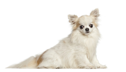 Chihuahua, 4 years old, sitting against white background