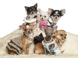 Chihuahua puppies and adults in clothing sitting