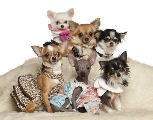 Chihuahua puppies and adults in clothing sitting