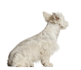 West Highland White Terrier puppy, 6 months old