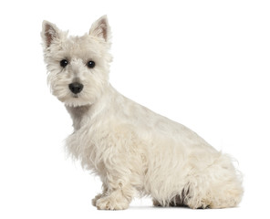 West Highland White Terrier puppy, 6 months old