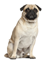 Pug, 3 years old, sitting against white background