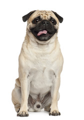 Pug, 3 years old, sitting against white background